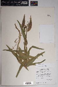 Asclepias asperula subsp. asperula image