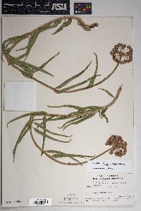 Asclepias asperula image