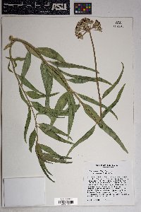 Asclepias asperula image