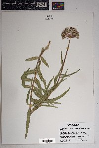 Asclepias asperula subsp. capricornu image