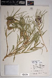 Asclepias brachystephana image