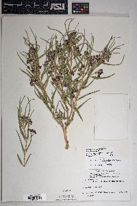 Asclepias brachystephana image