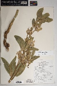 Asclepias erosa image