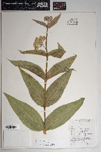 Asclepias erosa image