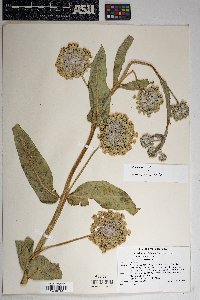 Asclepias erosa image