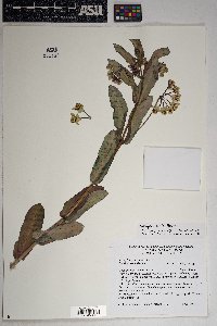 Asclepias elata image