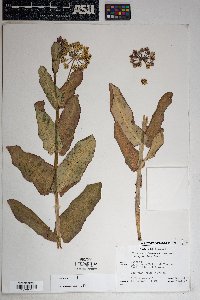 Asclepias asperula subsp. asperula image