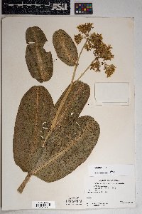 Asclepias lemmonii image