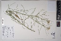 Asclepias subverticillata image