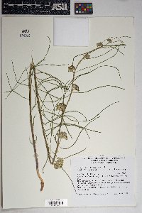 Asclepias subverticillata image