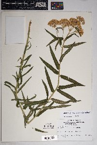 Asclepias tuberosa subsp. interior image