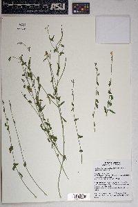 Haplophyton cimicidum image