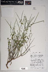 Haplophyton cimicidum image