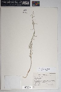 Funastrum crispum image