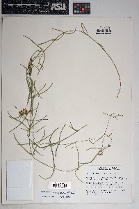 Funastrum crispum image