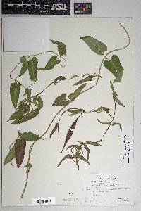 Funastrum crispum image