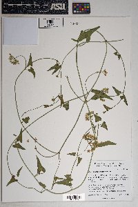 Funastrum cynanchoides image