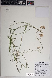 Funastrum heterophyllum image