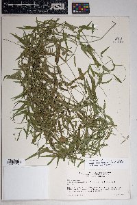 Funastrum heterophyllum image