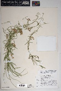 Funastrum heterophyllum image