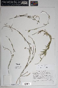 Funastrum heterophyllum image