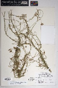 Funastrum heterophyllum image