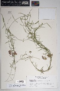 Funastrum heterophyllum image