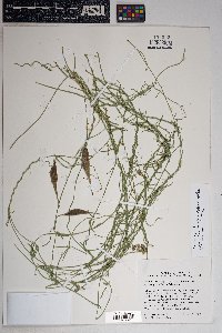 Funastrum heterophyllum image