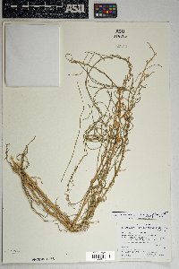 Funastrum heterophyllum image