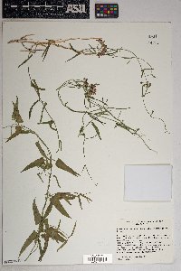 Funastrum cynanchoides image