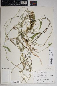 Funastrum heterophyllum image