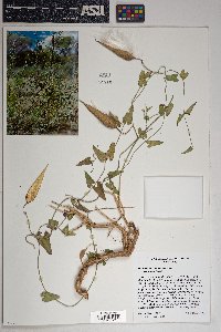 Funastrum cynanchoides image