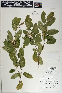 Frangula californica subsp. ursina image