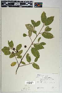 Frangula californica image