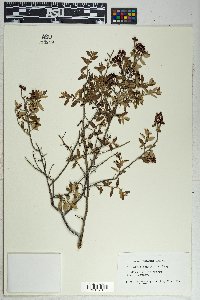 Ceanothus fendleri image