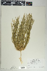 Oligomeris linifolia image