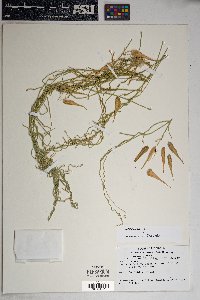 Funastrum hirtellum image