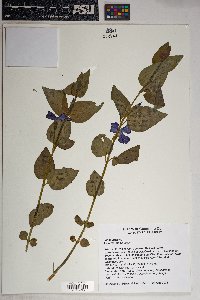 Vinca major image