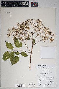 Aralia racemosa subsp. bicrenata image