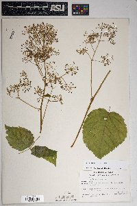 Aralia racemosa subsp. bicrenata image