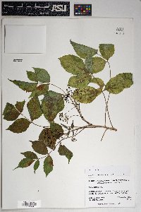 Aralia humilis image