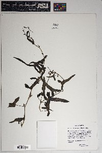 Aristolochia watsonii image