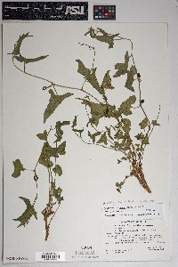 Aristolochia watsonii image