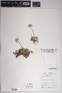 Antennaria parvifolia image