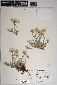 Antennaria parvifolia image