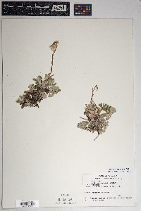 Antennaria parvifolia image