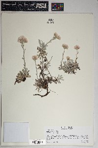 Antennaria parvifolia image