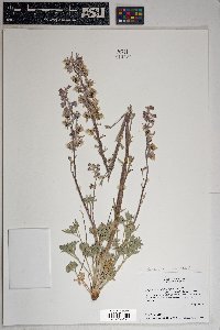 Delphinium wootonii image