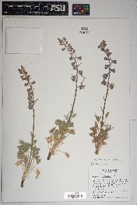 Delphinium wootonii image