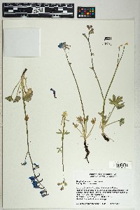 Delphinium scaposum image